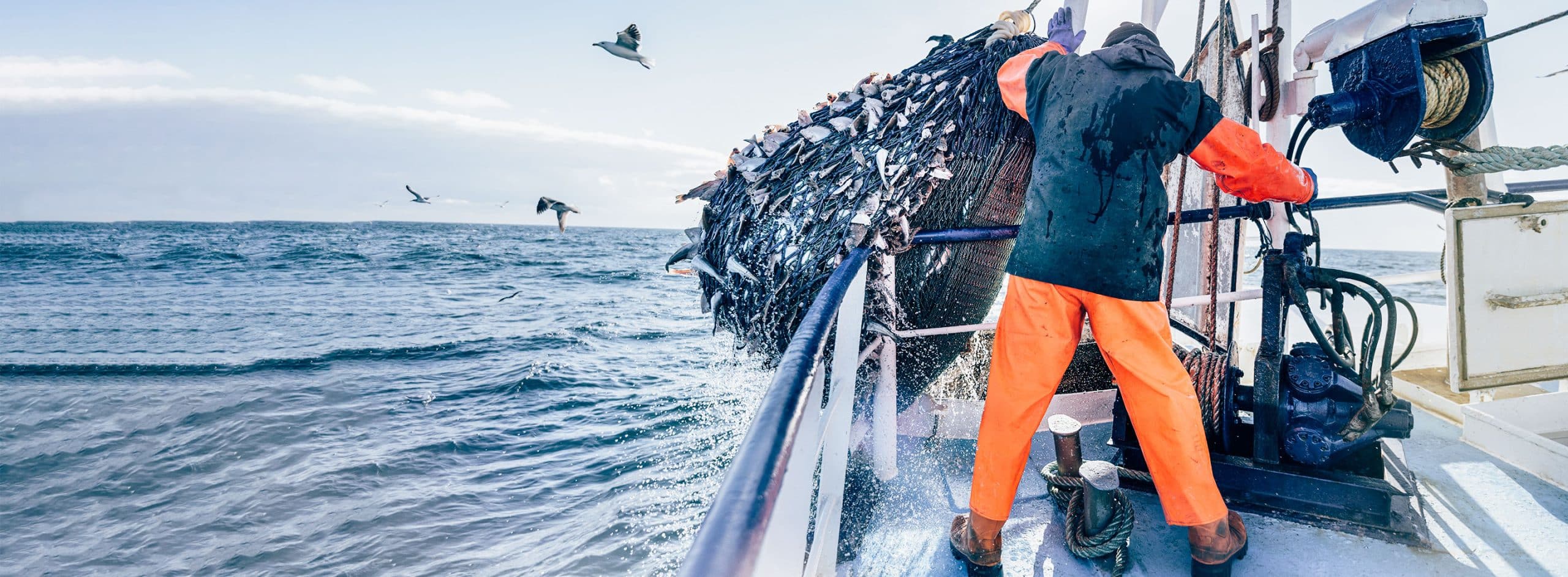 maritime fisherman bringing in a full net of fish