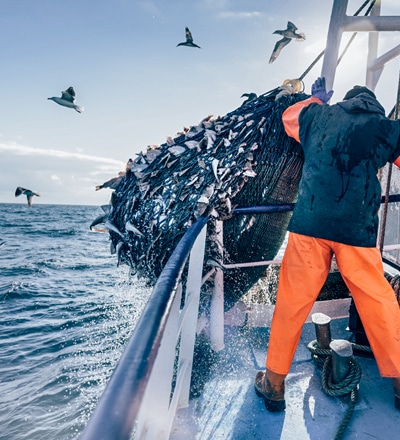 maritime fisherman bringing in a full net of fish